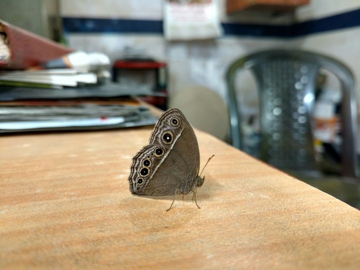Butterfly