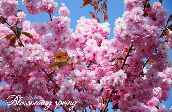 Blossoming spring.