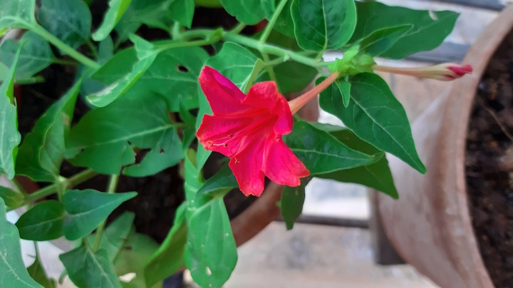 Pink flower