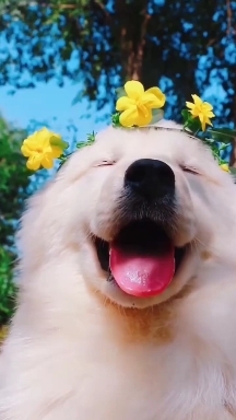 Happy Samoade