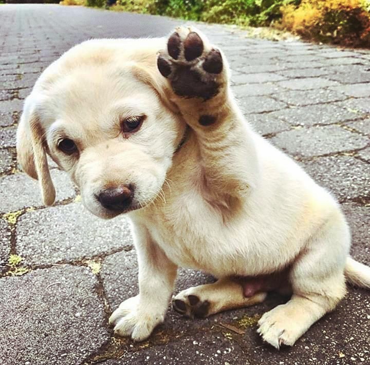 click the dog