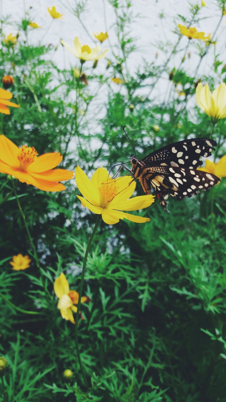 butterfly