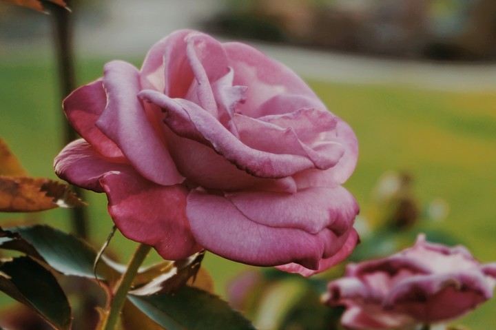 Rose