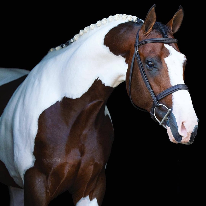 horse_cheval