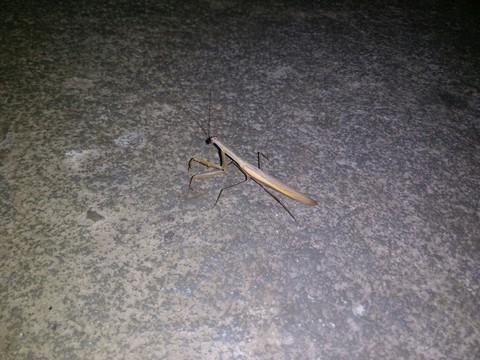 the little mandise