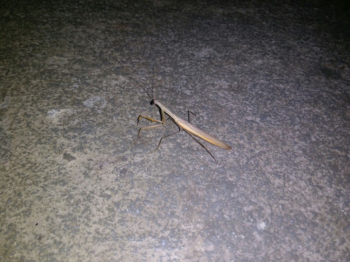 the little mandise