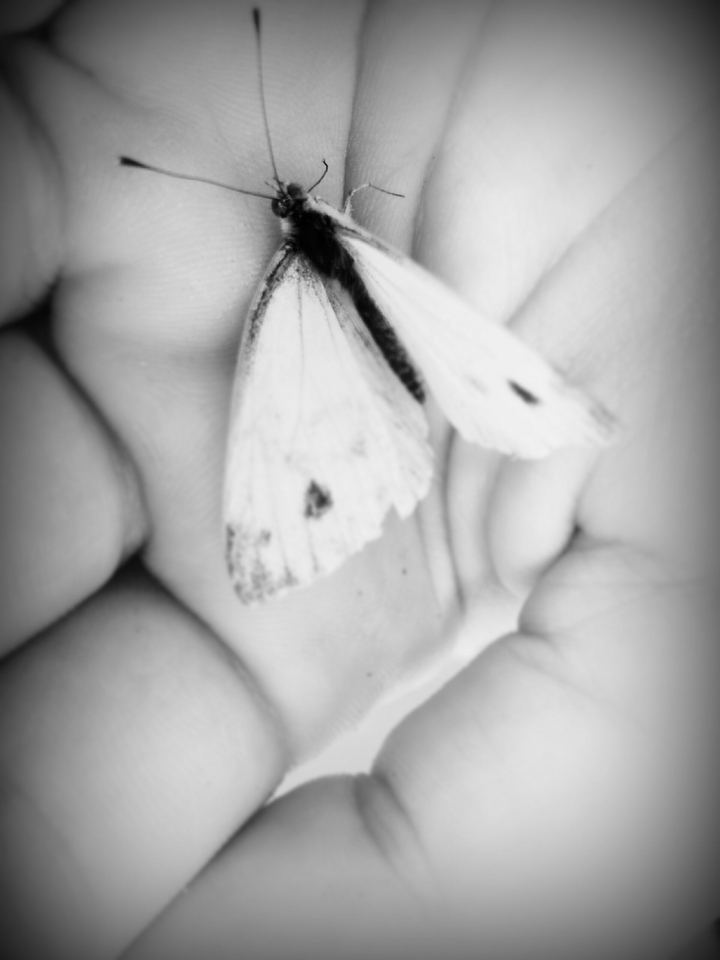 butterfly black&white