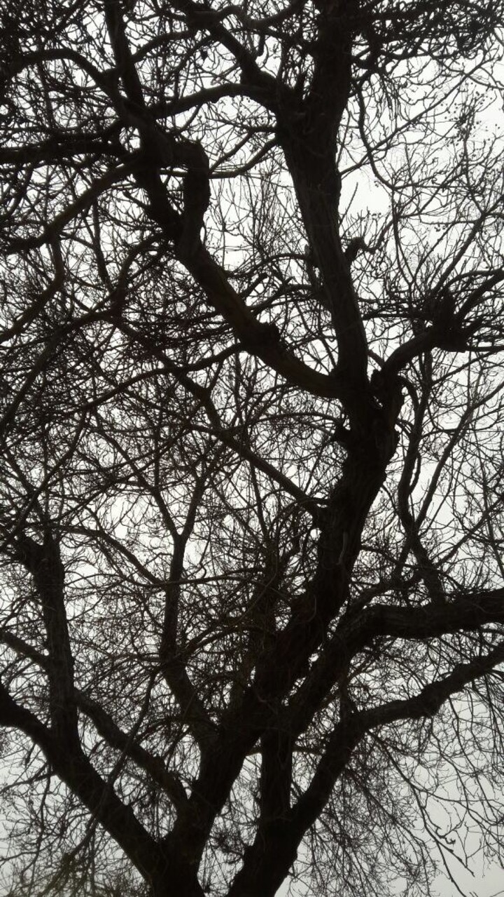 life is like the tree..