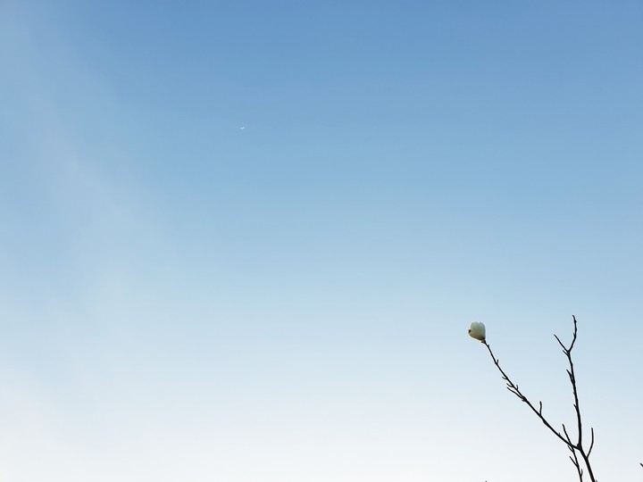 꽃 한 송이