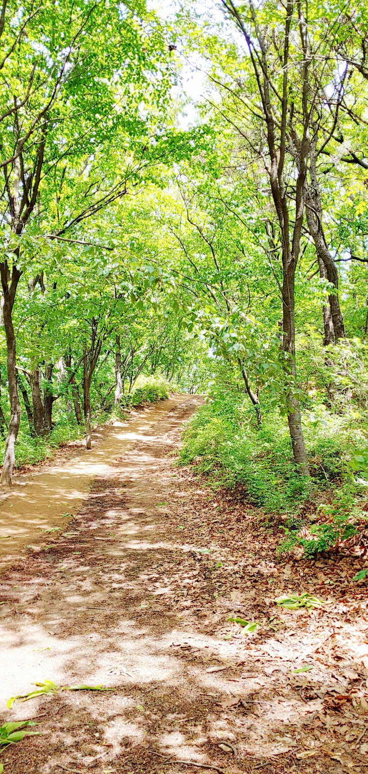 forest