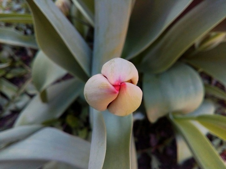 tulip