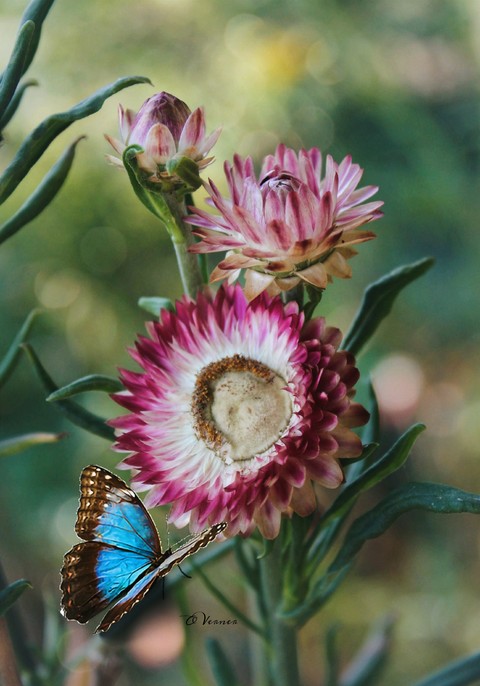 Flora, insect壁紙