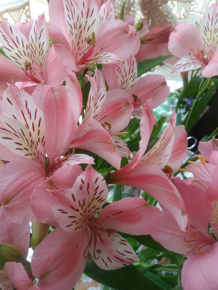 pink orchids