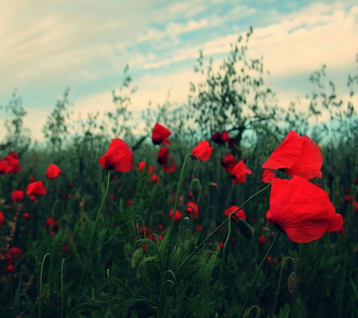 field