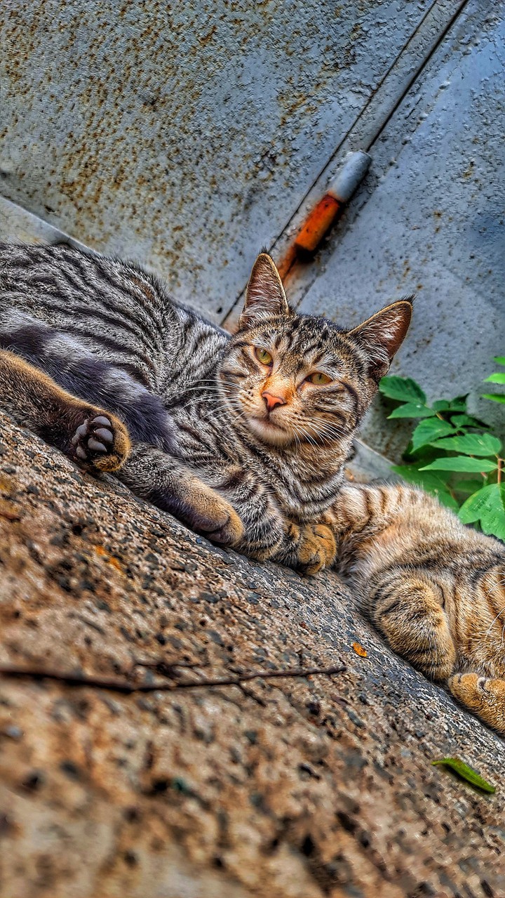 cat