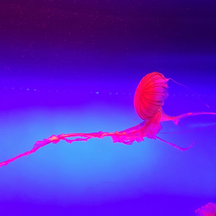 Red jelly