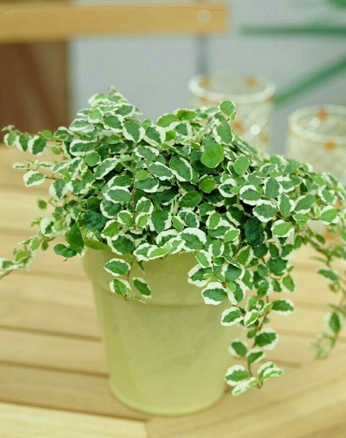 Plant