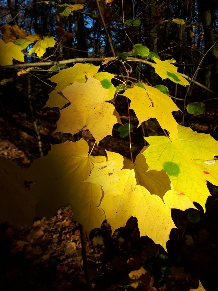 Leaves in the forrest