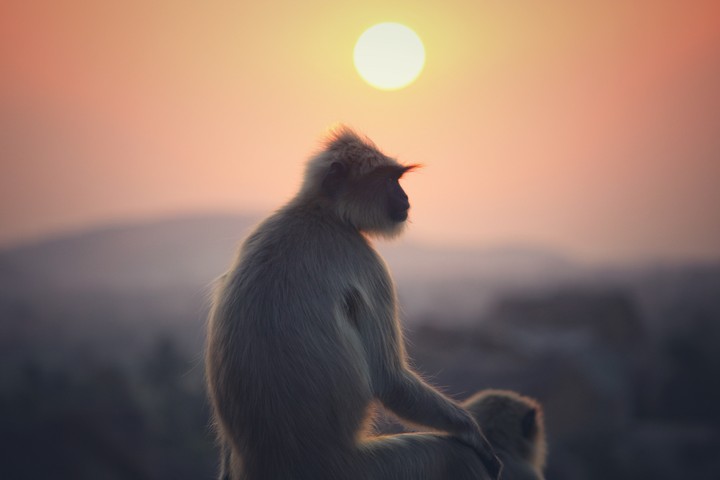 Monkey Enjoying Sunset View