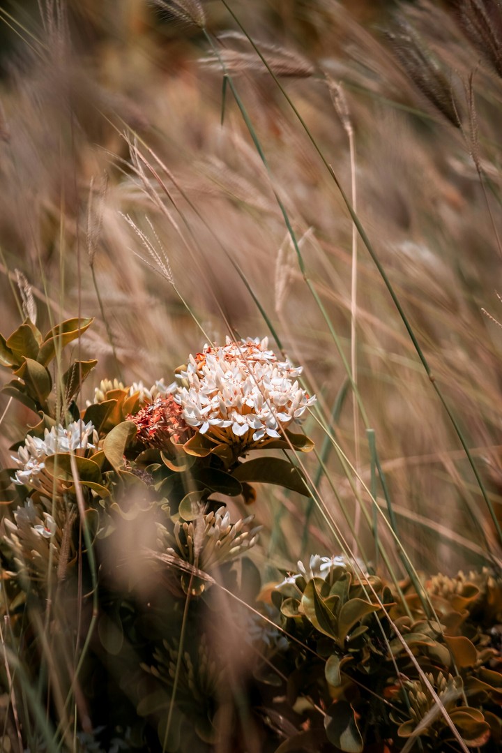 white flowers.