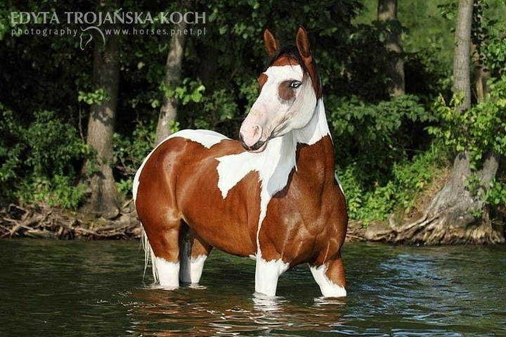 All the Pretty Horses
