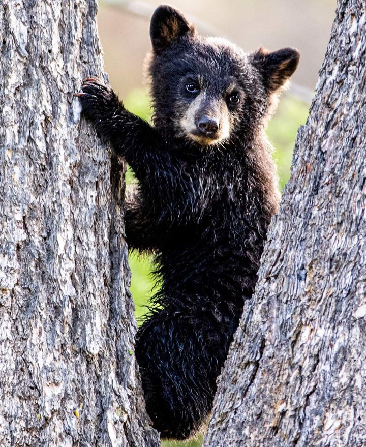 Cub