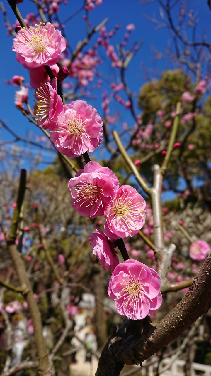 UME