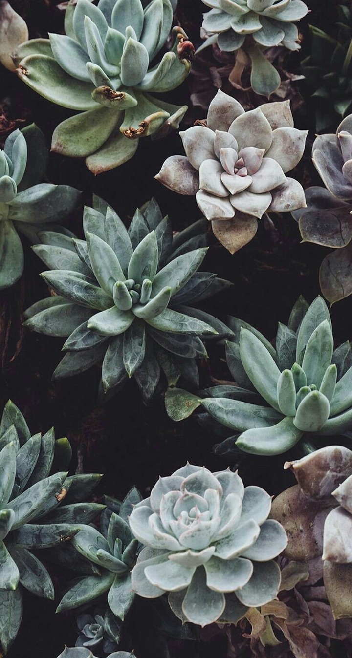 plants