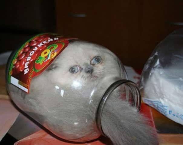cat in a glass