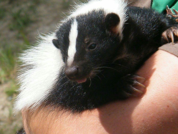 Mouffette