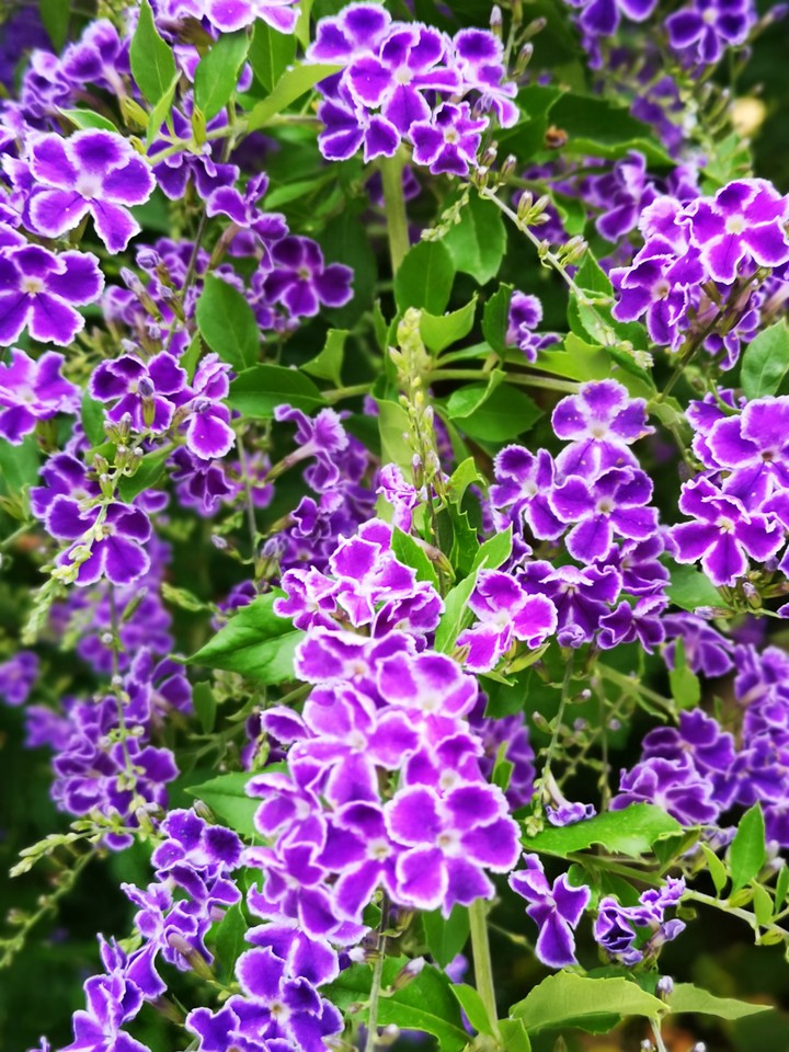 Summer Flowers