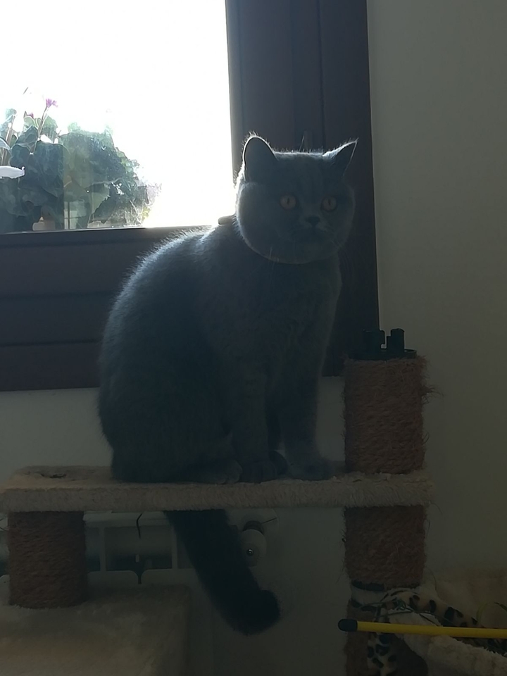 nina