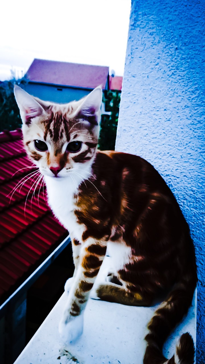 cat