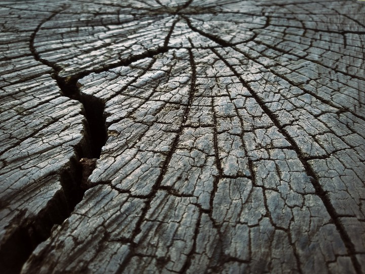 Tree Cracks