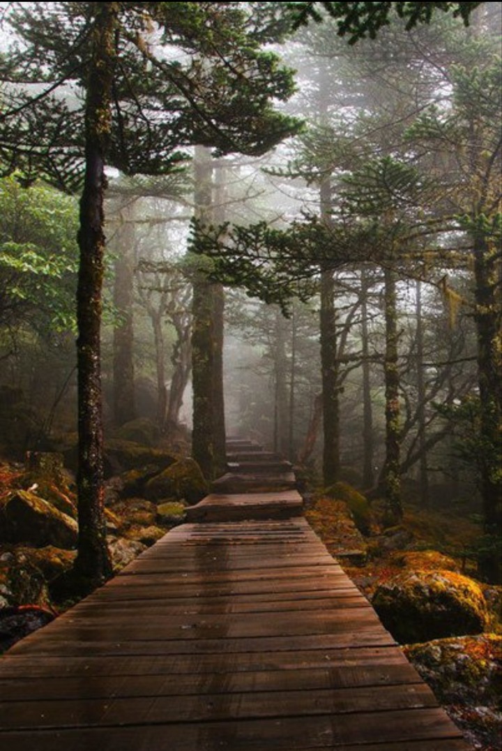 The Forest