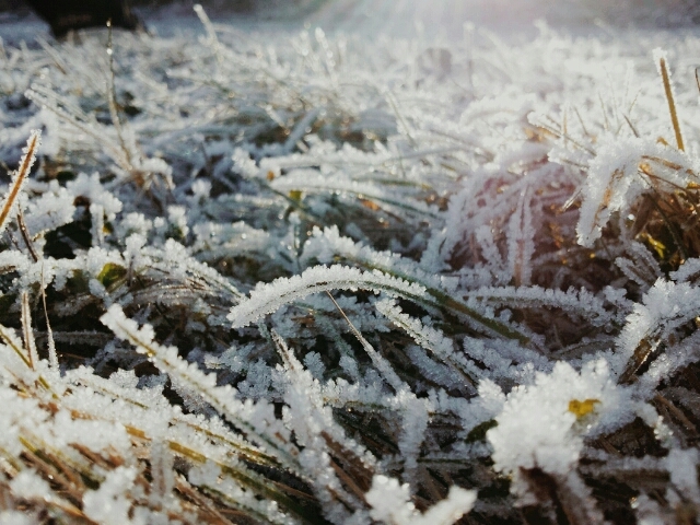 Eiskristalle am Gras