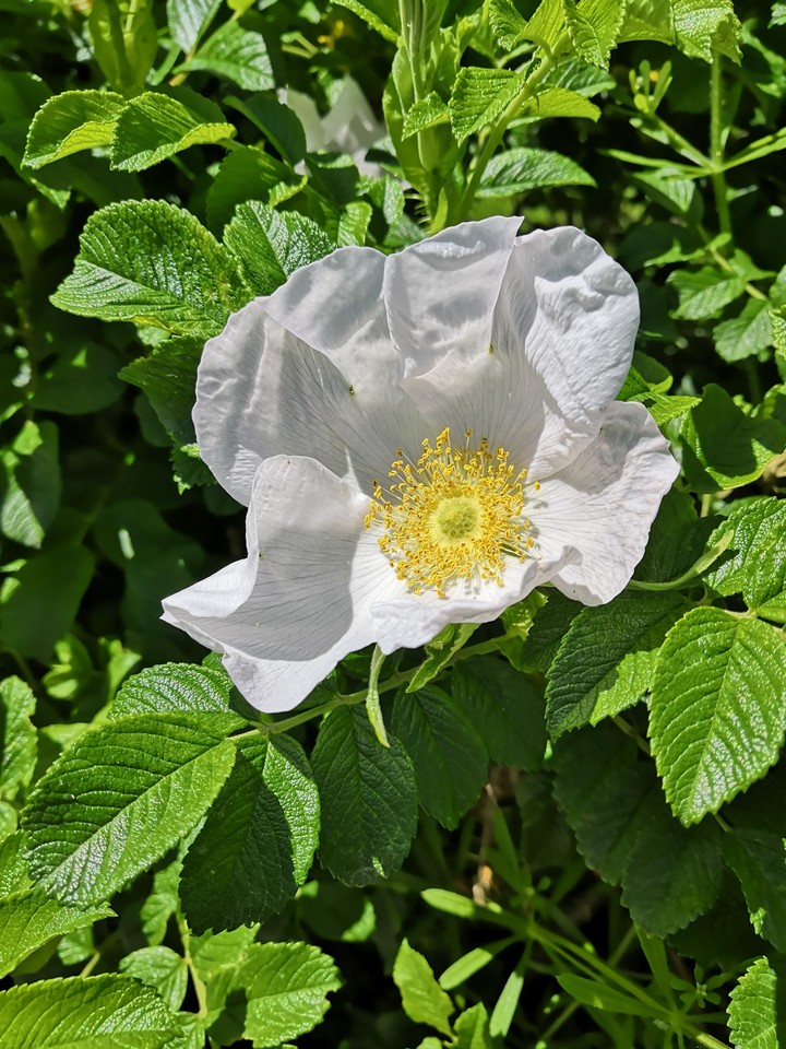 Wild Rose
