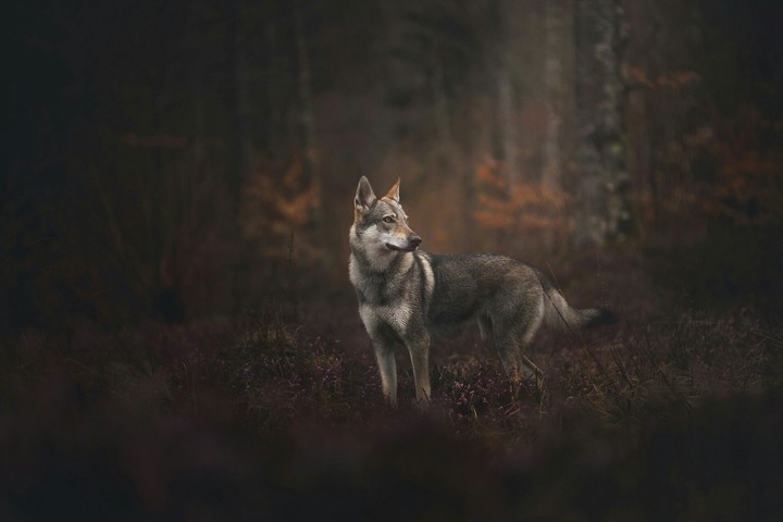 Forest