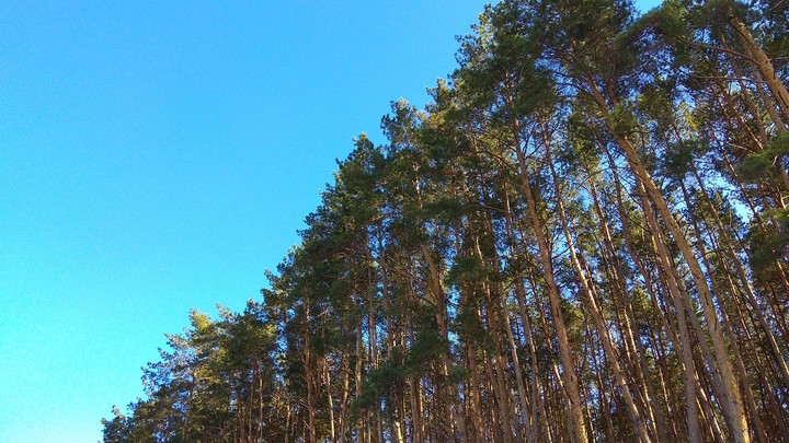 Wood