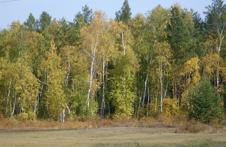 dark forest