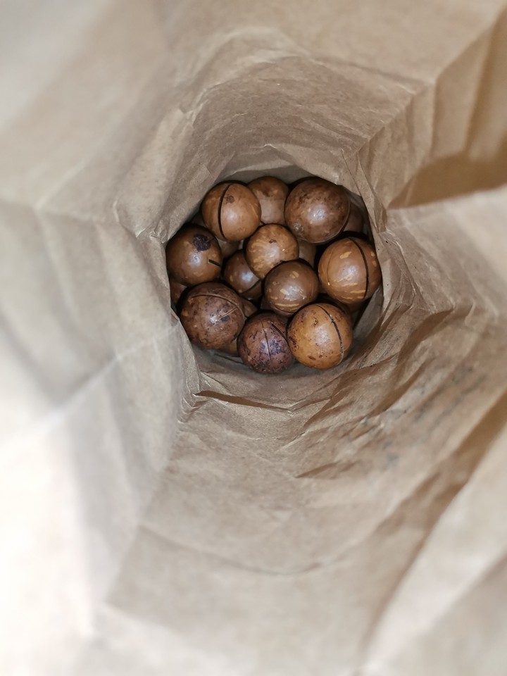 macadamia