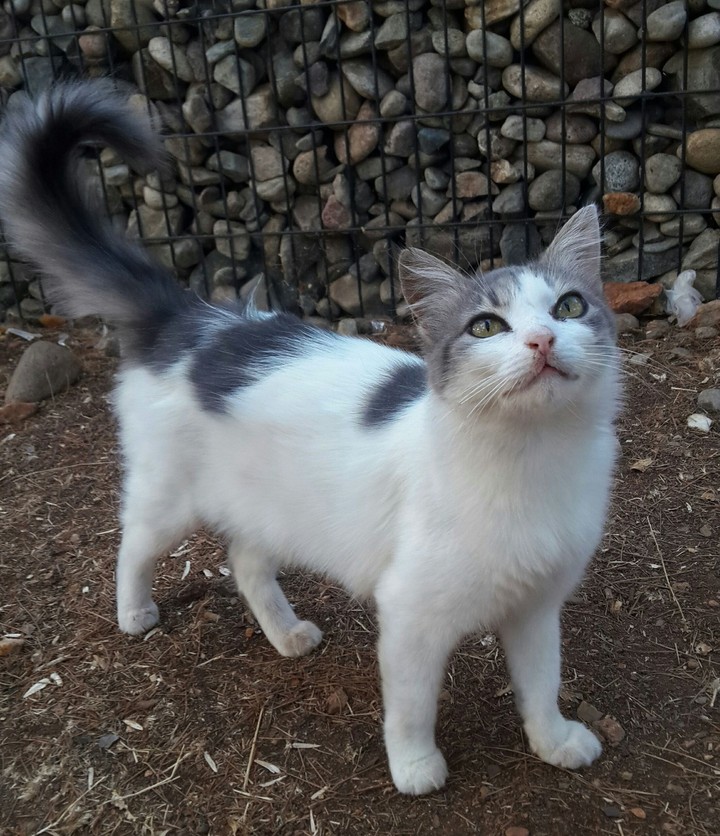 A cat from picnic place.