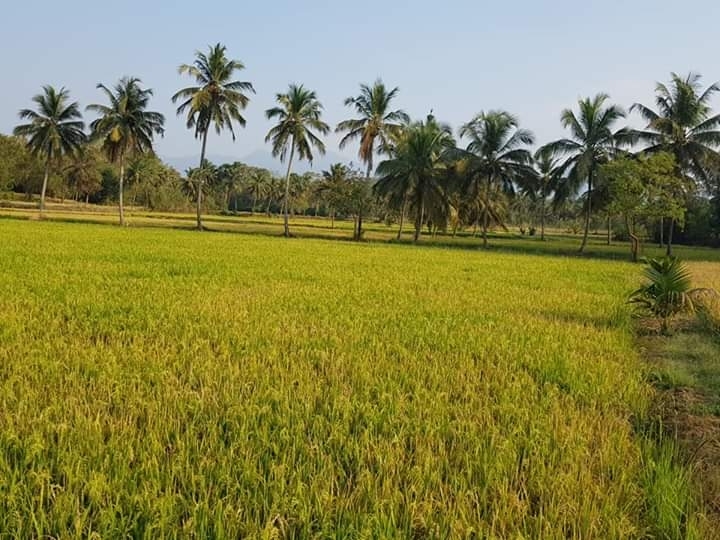 paddy fields