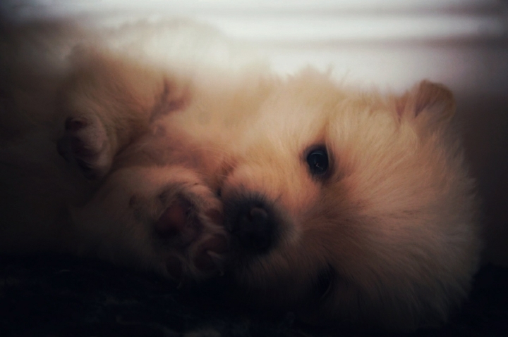 Innocence