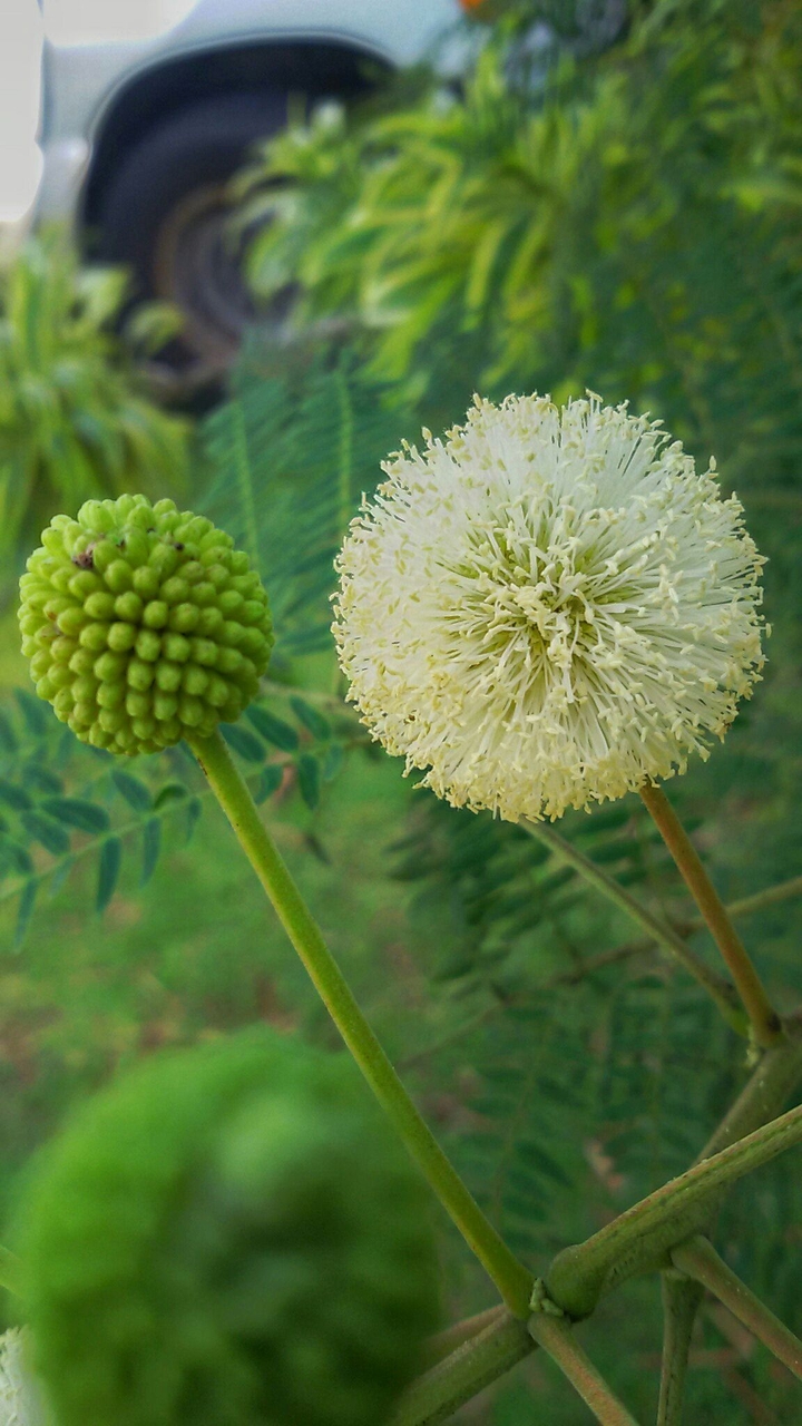 round white flower