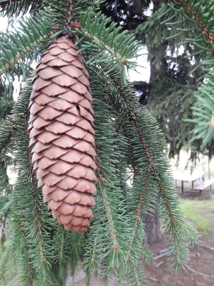 Acorn