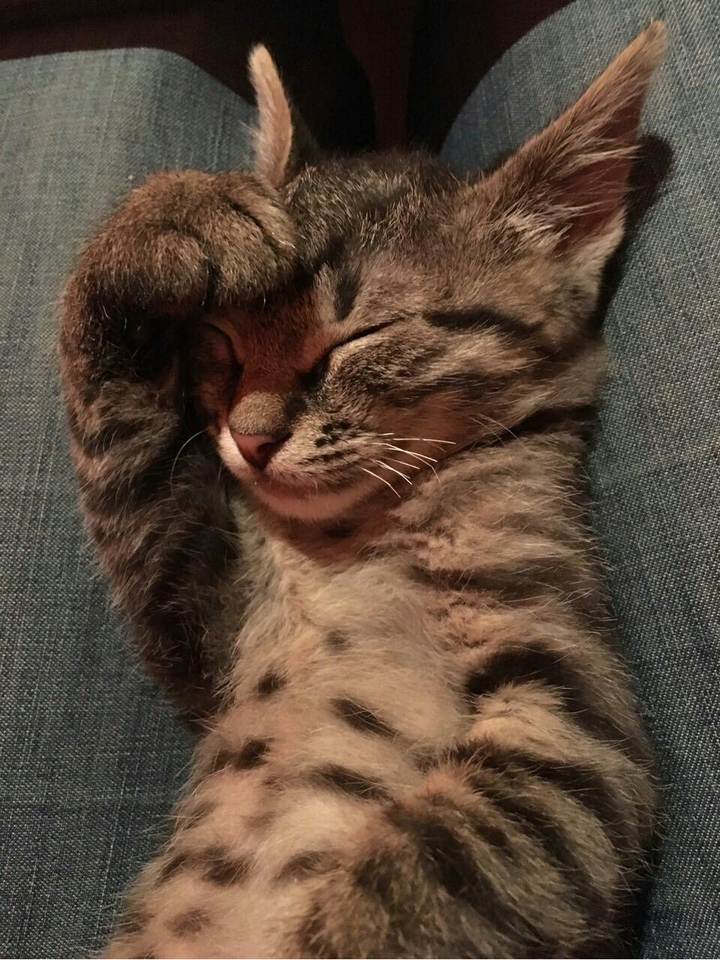 cat