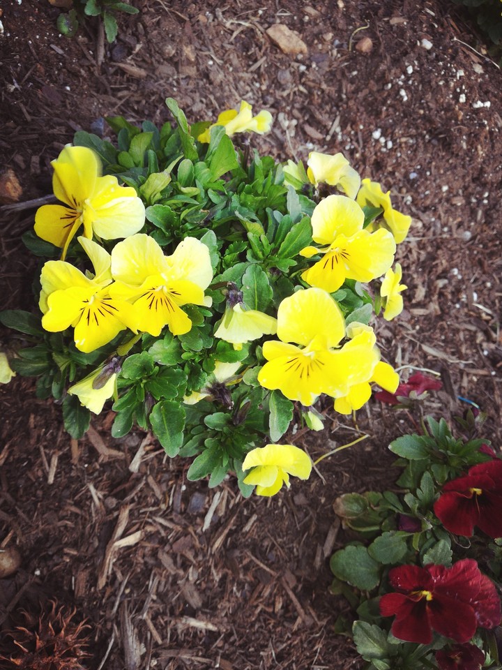 spring