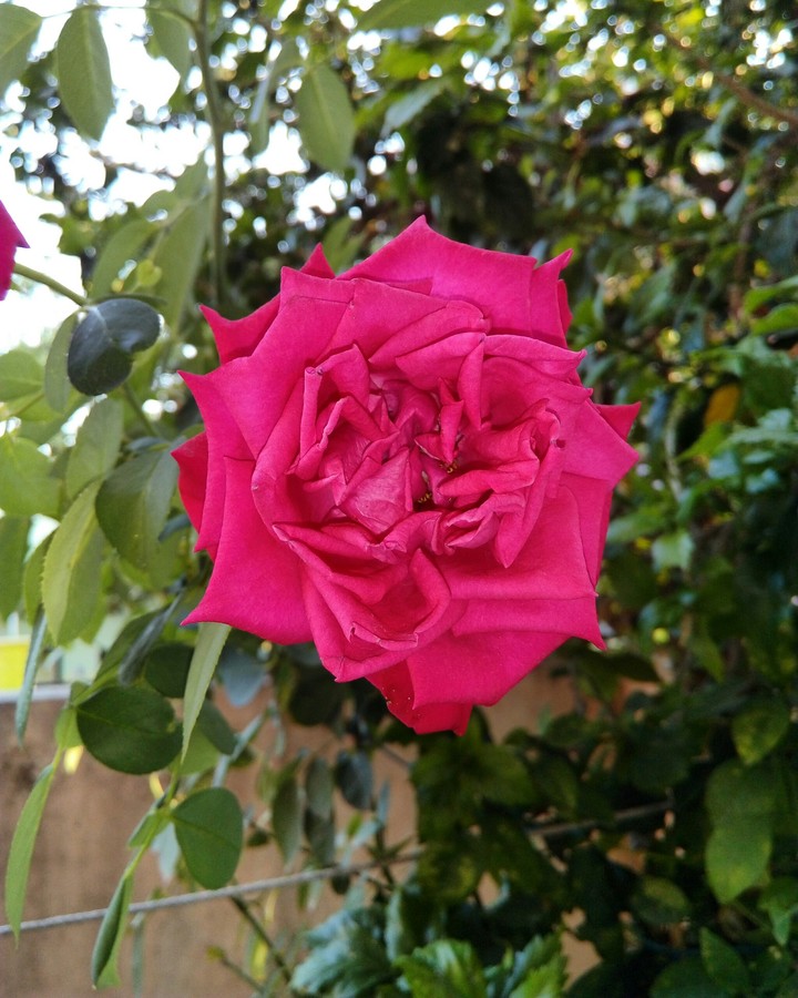 Red Rose