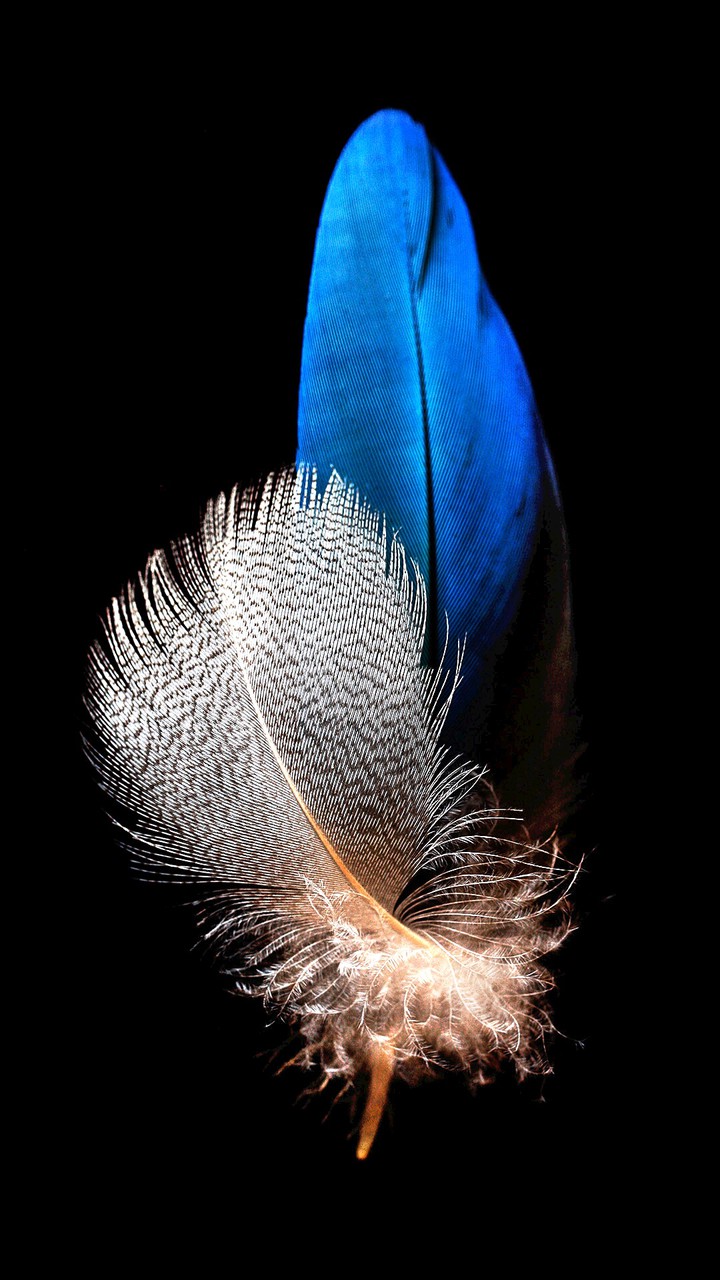 couple feather